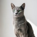 블루켄넬 이미지