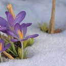 눈속에피는꽃 이미지