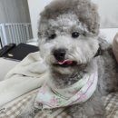 우리집 멍뭉 | [멍뭉케어] 강아지 유산균 / 기능과 기호성 둘 다 잡은 유산균 내돈내산 후기