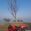 cbr1000rr 팝니다. 이미지