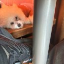 봉두 | [서울/용산/신용산]카페 ‘올딧세’ 애견동반 카페 및 바(bar), 봉두랑 다녀온 후기