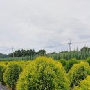 판매] 블루엔젤 블루애로우 에메랄드그린 파스티기아타 데니카 미러잼 둥근측백나무 파는곳 사는곳 이미지