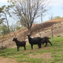 상아축산 이미지