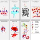 Re: Mechanisms of Autoantibody-Induced Pathology 이미지