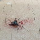부티아블랙 네이버블로그