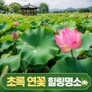 태양잡곡 - 청양군 중앙로 116-1 | 초록 연잎과 연꽃의 조화 여름 정취 물씬