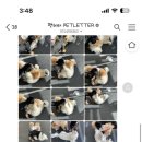 애견카페 애견유치원 펫레터 이미지