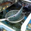 국립수산물품질검사원 이미지