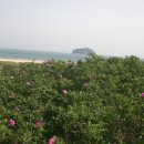 금일해당화해변 이미지