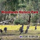 멜버른 렌트카 여행 야생 캥거루 천국 우드랜드 방문 후기