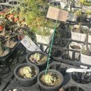 로즈마리 화원 | [식쇼일기] 오랜만의 월간화원 방문 후기 및 가을과 겨울 사이 근황