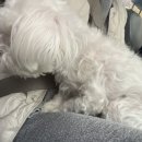 씻고가자,멍멍 이미지