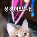 풍경이있는집 티스토리