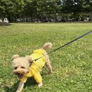 도그아이 이미지