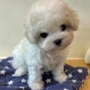 김해 강아지분양 고양이분양 도그하우스 대성점 이미지