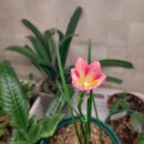 칼라 Daum카페