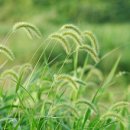 강아지풀 이미지