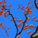 시골정취 이미지