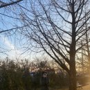 채운8통마을회관 | 경남 가을명소 거창 의동마을 은행나무길 주차팁 절정시기