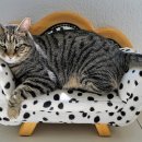 스타동물병원 이미지