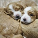 물나이트 이미지