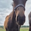 부마목장 이미지