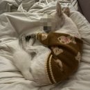 미키애견 | 다이소 강아지옷 귀여워서 사본 곰돌이 애견의류 후기