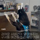 카페띵크아웃라우드 | [구서] 두실역 반려동물 동반 가능, 디저트가 맛있는 카페_ 카페 띵크아웃라우드