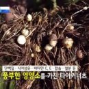 타이거푸드