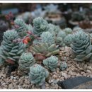 다유기랑플라워스타일링 이미지