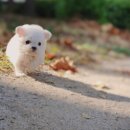 YOMIDOG