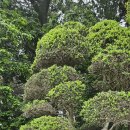 매화꽃필무렵 민박 | 미토 가이라쿠엔 동서매림 매화 필무렵 꼭 다시