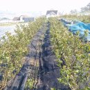 영우농장 이미지