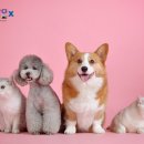 쥬박스