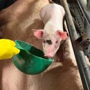 매산농장 이미지