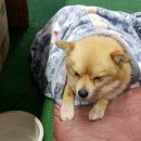 덕산가축병원 이미지