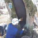 마을 보호수 이미지