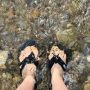 구갈레스피아_M 이미지