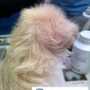 태전동물병원 이미지