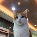 레몬핏 휘트니스 이미지