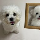 까망머리 | 안양 양모펠트클래스 까망콕 양모펠트 공방 반려동물액자만들기 후기