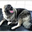 백두 동물병원 이미지