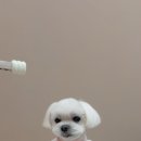 뚜뚜멍멍 이미지