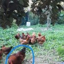 매일계란 이미지