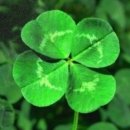 네잎클로버 이미지