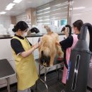 한국펫고등학교 이미지