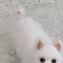 멍 삼촌 네이버블로그