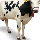 와우목장 이미지