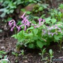 숲속에향기 이미지