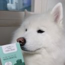 수 메디덴 | 반려견 치아건강 영양제추천 ’파파메디 메디덴탈‘